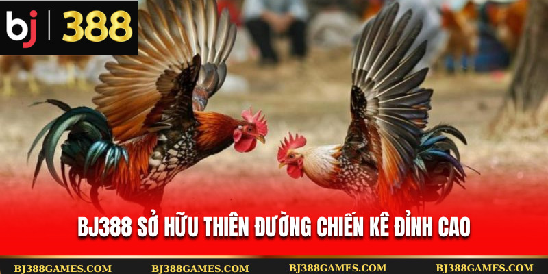 Bj388 sở hữu thiên đường chiến kê đỉnh cao Bj388 sở hữu thiên đường chiến kê đỉnh cao